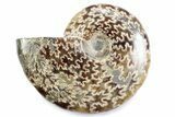 Polished Ammonite (Cleoniceras) Fossil - Madagascar #364973-1